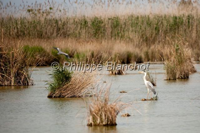 espagne valence 21.JPG - Héron, Parc Naturel de la Albufera, Valence, Espagne